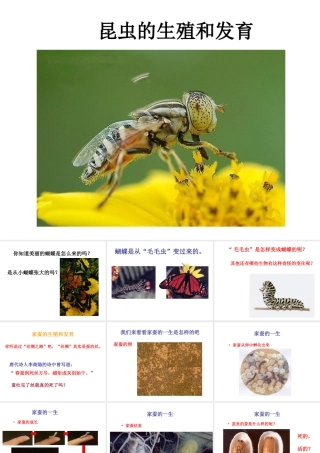 八年级生物《昆虫的生殖和发育》参考课件 人教新课标版