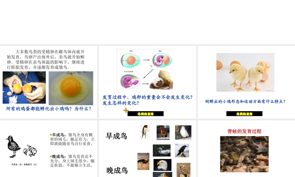 八年级生物上册  动物的发育课件1 苏科版-苏科级上册生物课件