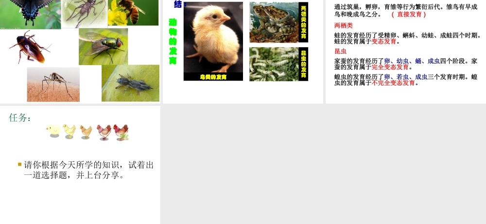 八年级生物上册  动物的发育课件1 苏科版-苏科级上册生物课件