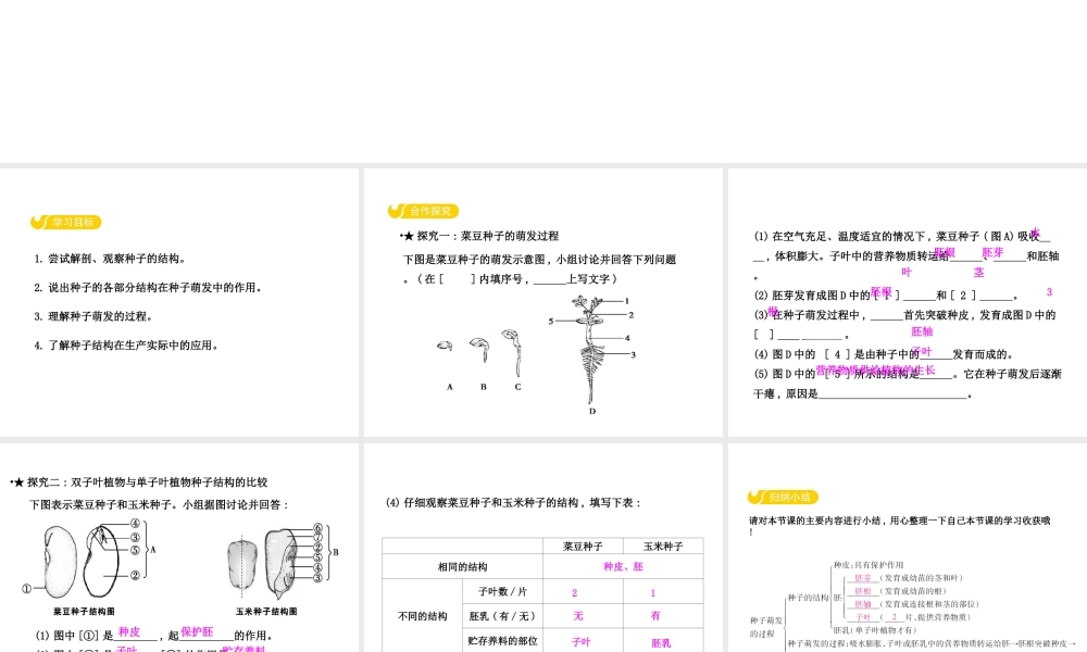 八年级生物上册 3.1.1 种子萌发的过程课件 （新版）冀教版-（新版）冀教级上册生物课件