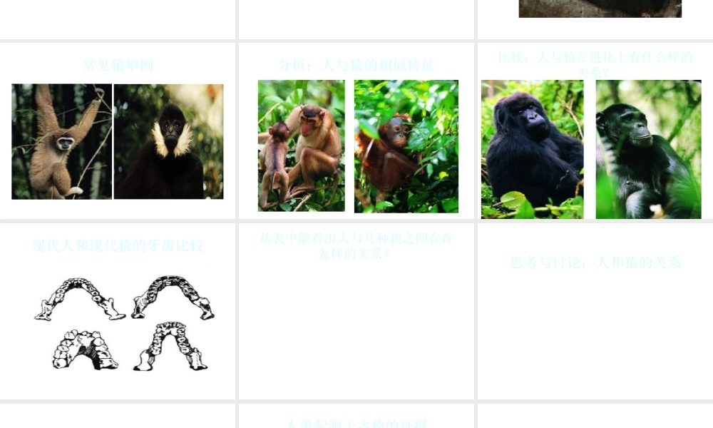 八年级生物上册 16.4 人类的起源与进化课件 （新版）苏教版-（新版）苏教级上册生物课件