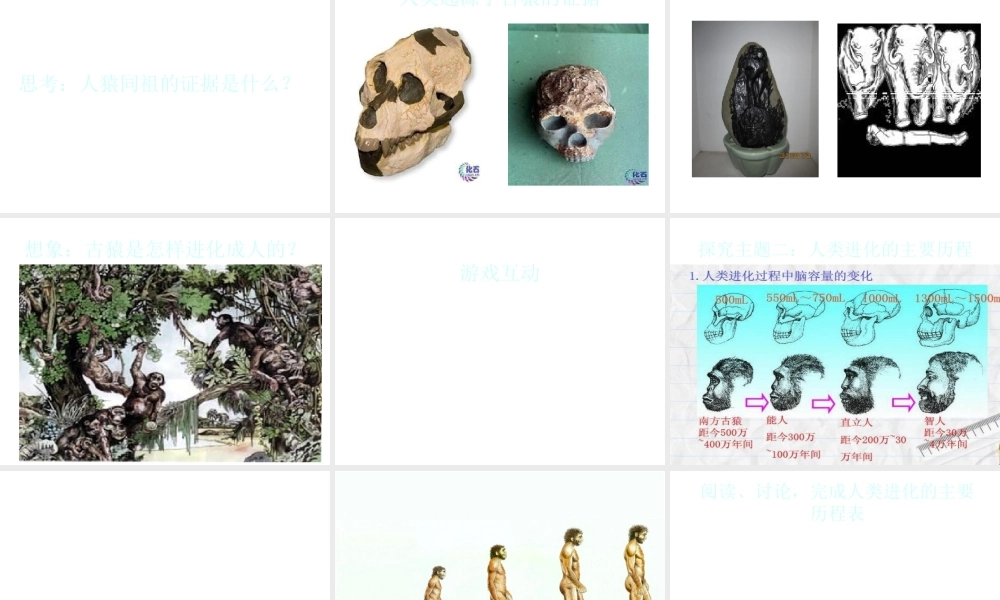 八年级生物上册 16.4 人类的起源与进化课件 （新版）苏教版-（新版）苏教级上册生物课件