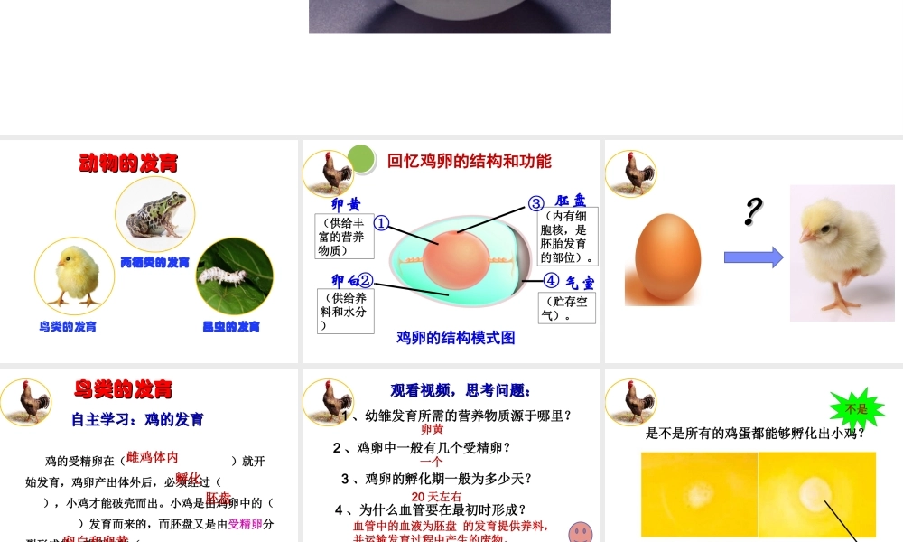 八年级生物上册  动物的发育课件2 苏科版-苏科级上册生物课件