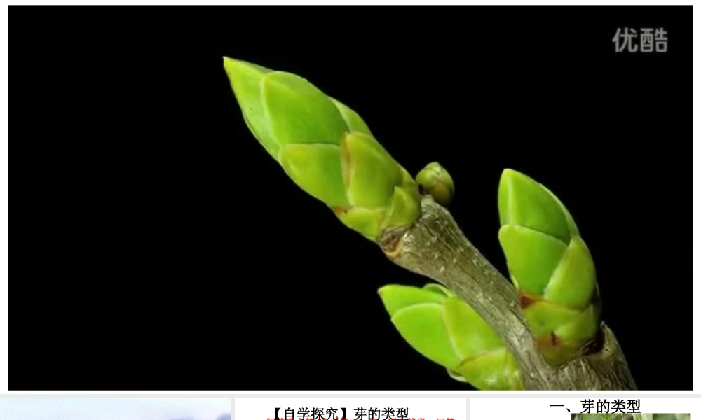 八年级生物上册 4.1.6《芽的类型和发育》课件1 （新版）济南版-（新版）济南级上册生物课件