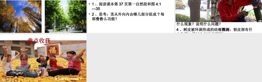 八年级生物上册 4.1.6《芽的类型和发育》课件1 （新版）济南版-（新版）济南级上册生物课件