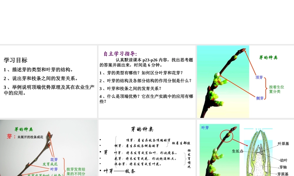 八年级生物上册 3.1.3 芽的发育课件 （新版）冀教版-（新版）冀教版初中八年级上册生物课件