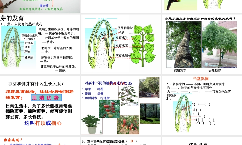 八年级生物上册 3.1.3 芽的发育课件 （新版）冀教版-（新版）冀教版初中八年级上册生物课件