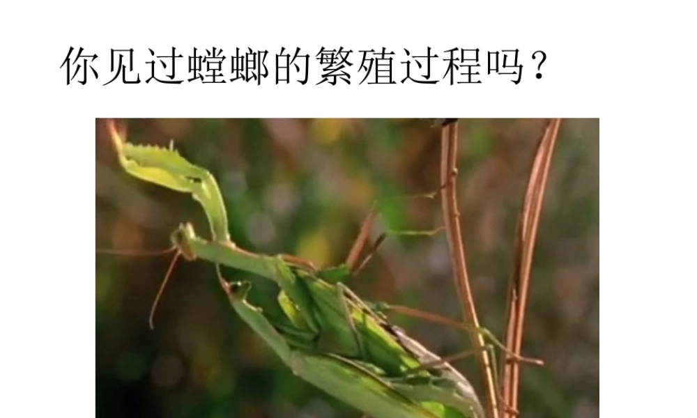 八年级生物上册  动物的生殖教学课件 （新版）苏科版-（新版）苏科级上册生物课件