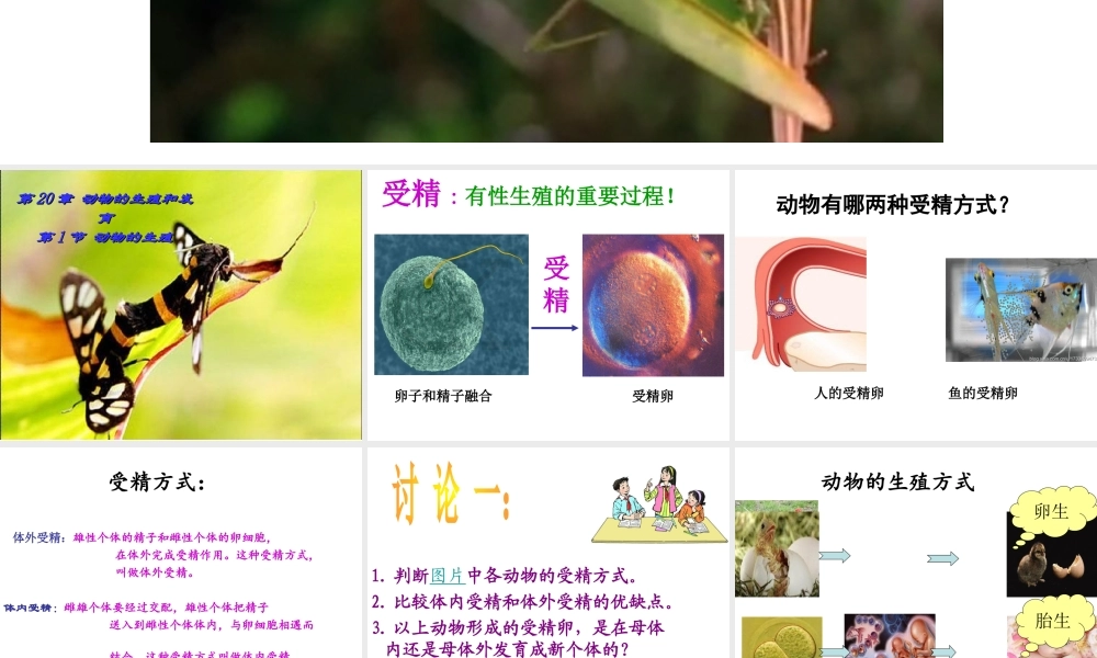 八年级生物上册  动物的生殖教学课件 （新版）苏科版-（新版）苏科级上册生物课件