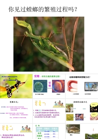 八年级生物上册  动物的生殖教学课件 （新版）苏科版-（新版）苏科级上册生物课件