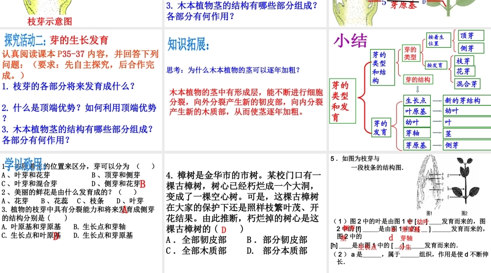八年级生物上册 4.1.6《芽的类型和发育》课件2 （新版）济南版-（新版）济南版初中八年级全册生物课件
