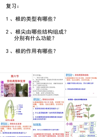 八年级生物上册 4.1.6《芽的类型和发育》课件2 （新版）济南版-（新版）济南版初中八年级全册生物课件