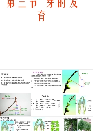 八年级生物上册 3.1.3 芽的发育课件 （新版）冀教版-（新版）冀教级上册生物课件