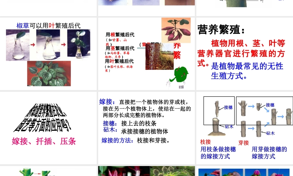 八年级生物上册 4.1.7 植物的无性生殖课件 （新版）济南版-（新版）济南版初中八年级上册生物课件