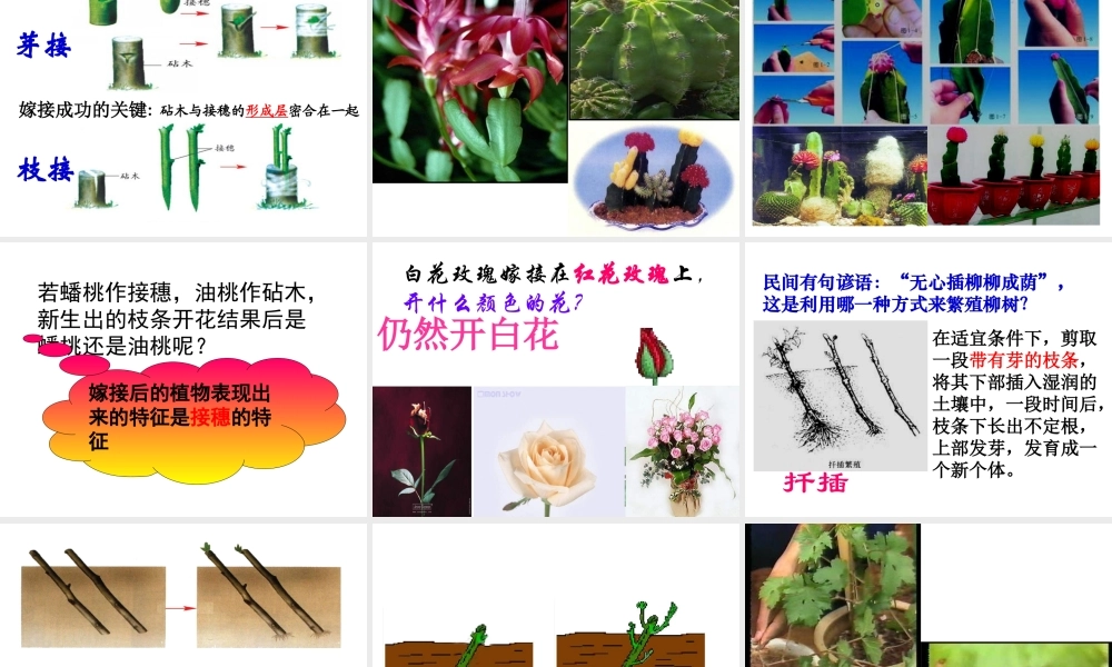 八年级生物上册 4.1.7 植物的无性生殖课件 （新版）济南版-（新版）济南版初中八年级上册生物课件