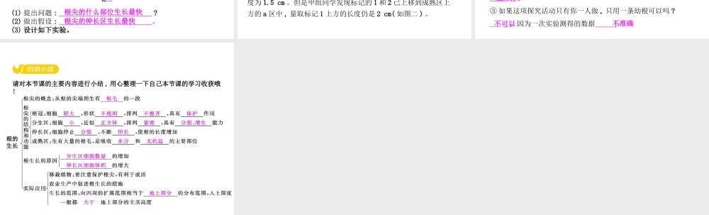 八年级生物上册 3.2.1 根的生长课件 （新版）冀教版-（新版）冀教版初中八年级上册生物课件