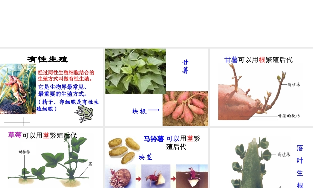 八年级生物上册 4.1.7 植物的无性生殖课件 （新版）济南版-（新版）济南级上册生物课件