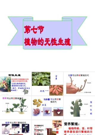 八年级生物上册 4.1.7 植物的无性生殖课件 （新版）济南版-（新版）济南级上册生物课件