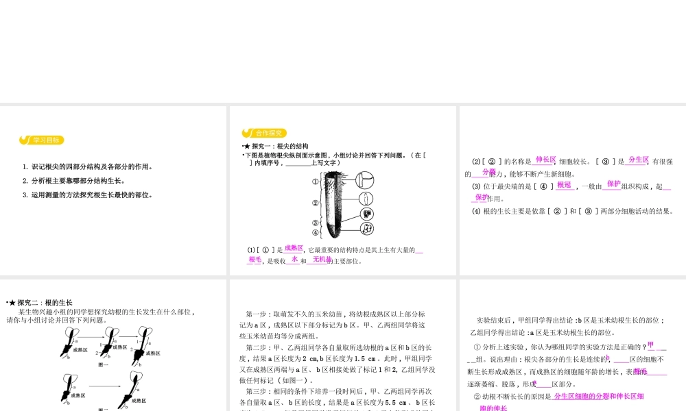 八年级生物上册 3.2.1 根的生长课件 （新版）冀教版-（新版）冀教级上册生物课件