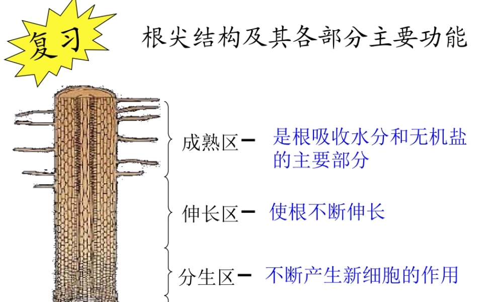 八年级生物上册 3.2.2 根对水分的吸收课件 （新版）冀教版-（新版）冀教级上册生物课件