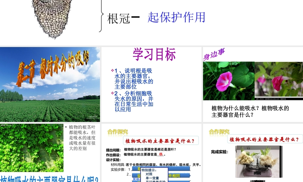 八年级生物上册 3.2.2 根对水分的吸收课件 （新版）冀教版-（新版）冀教级上册生物课件