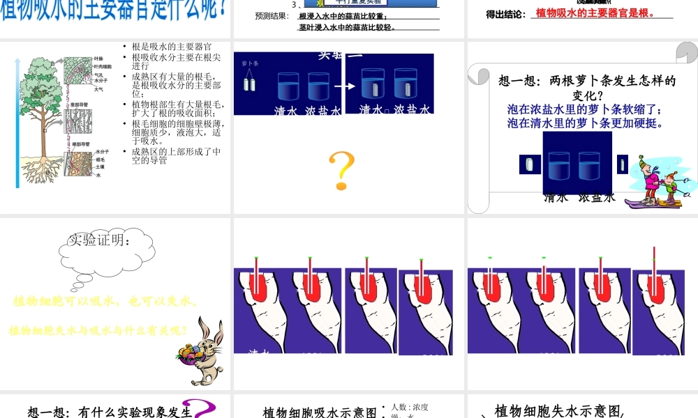 八年级生物上册 3.2.2 根对水分的吸收课件 （新版）冀教版-（新版）冀教级上册生物课件