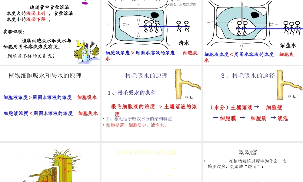 八年级生物上册 3.2.2 根对水分的吸收课件 （新版）冀教版-（新版）冀教级上册生物课件
