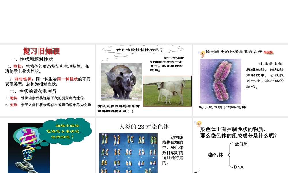 八年级生物上册  性状遗传的物质基础课件 （新版）北师大版-（新版）北师大级上册生物课件