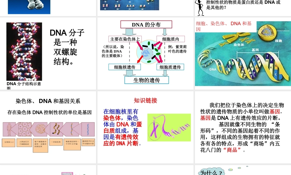 八年级生物上册  性状遗传的物质基础课件 （新版）北师大版-（新版）北师大级上册生物课件