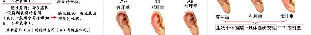 八年级生物上册  性状遗传的物质基础课件 （新版）北师大版-（新版）北师大级上册生物课件