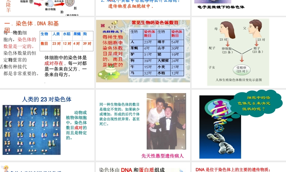 八年级生物上册  性状遗传的物质基础课件 北师大版-北师大级上册生物课件