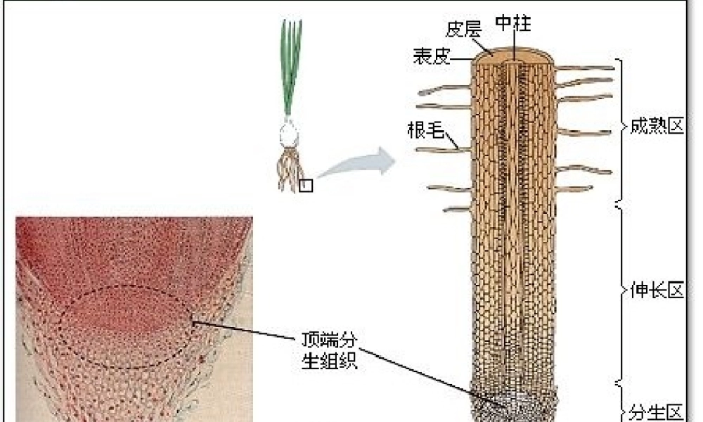 八年级生物上册 3.2《吸收作用与水肥管理》课件1 冀教版