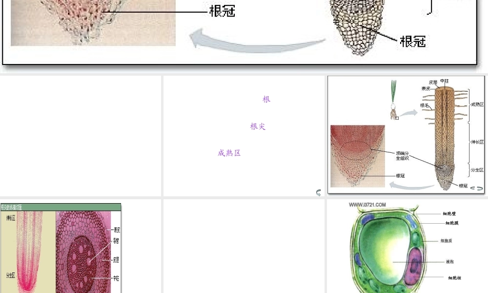 八年级生物上册 3.2《吸收作用与水肥管理》课件1 冀教版