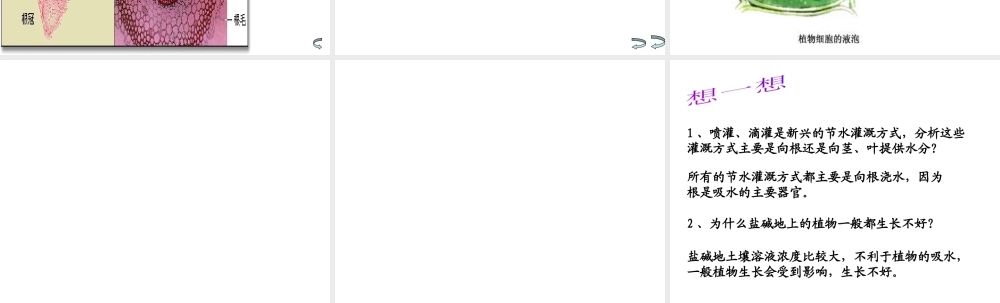八年级生物上册 3.2《吸收作用与水肥管理》课件1 冀教版