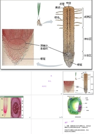 八年级生物上册 3.2《吸收作用与水肥管理》课件1 冀教版