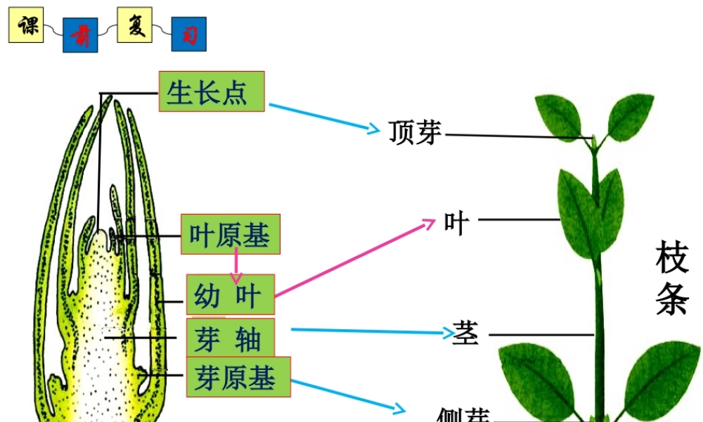 八年级生物上册 4.1.7《植物的营养生殖》课件2 （新版）济南版-（新版）济南级上册生物课件