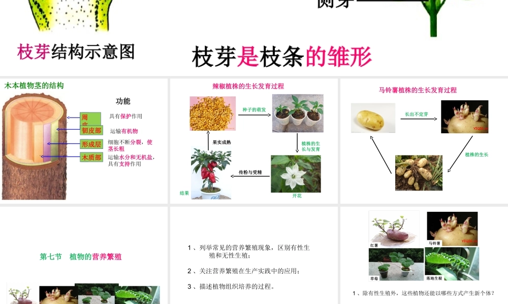 八年级生物上册 4.1.7《植物的营养生殖》课件2 （新版）济南版-（新版）济南级上册生物课件