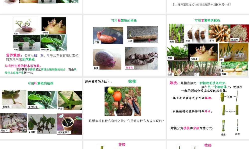 八年级生物上册 4.1.7《植物的营养生殖》课件2 （新版）济南版-（新版）济南级上册生物课件