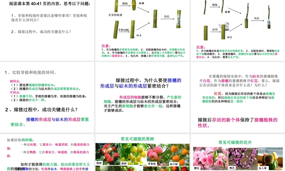 八年级生物上册 4.1.7《植物的营养生殖》课件2 （新版）济南版-（新版）济南级上册生物课件