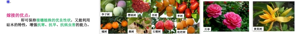 八年级生物上册 4.1.7《植物的营养生殖》课件2 （新版）济南版-（新版）济南级上册生物课件