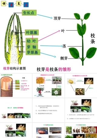八年级生物上册 4.1.7《植物的营养生殖》课件2 （新版）济南版-（新版）济南级上册生物课件