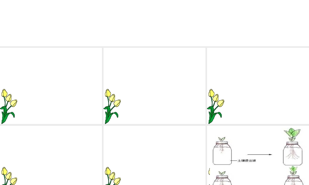 八年级生物上册 3.2《吸收作用与水肥管理》课件2 冀教版
