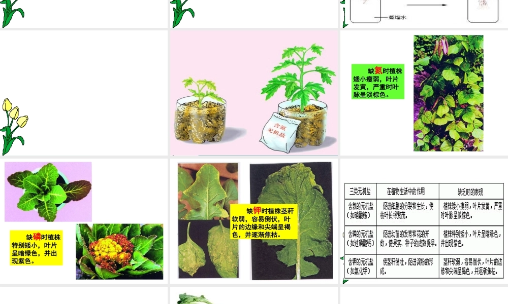 八年级生物上册 3.2《吸收作用与水肥管理》课件2 冀教版