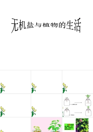 八年级生物上册 3.2《吸收作用与水肥管理》课件2 冀教版