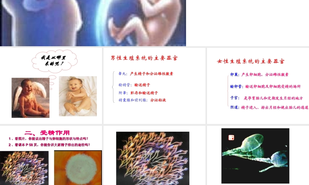 八年级生物上册 4.1.婴儿的诞生课件 济南版-济南版初中八年级上册生物课件