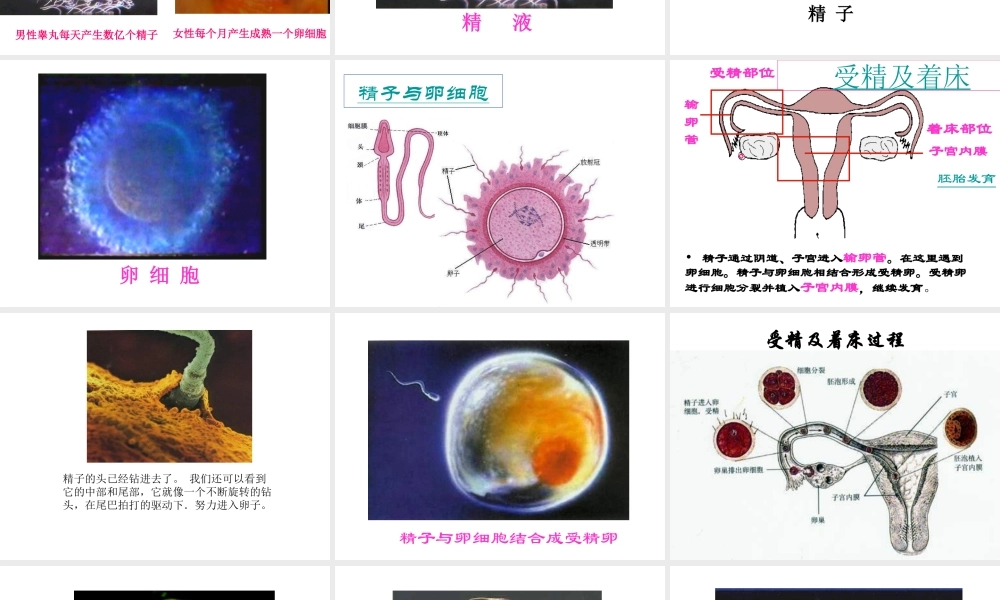 八年级生物上册 4.1.婴儿的诞生课件 济南版-济南版初中八年级上册生物课件