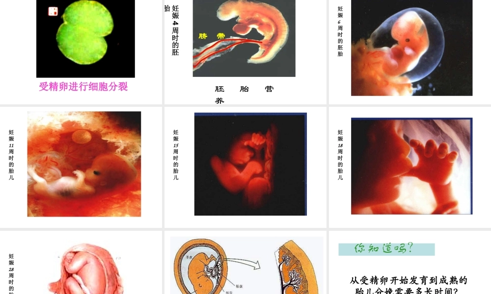 八年级生物上册 4.1.婴儿的诞生课件 济南版-济南版初中八年级上册生物课件