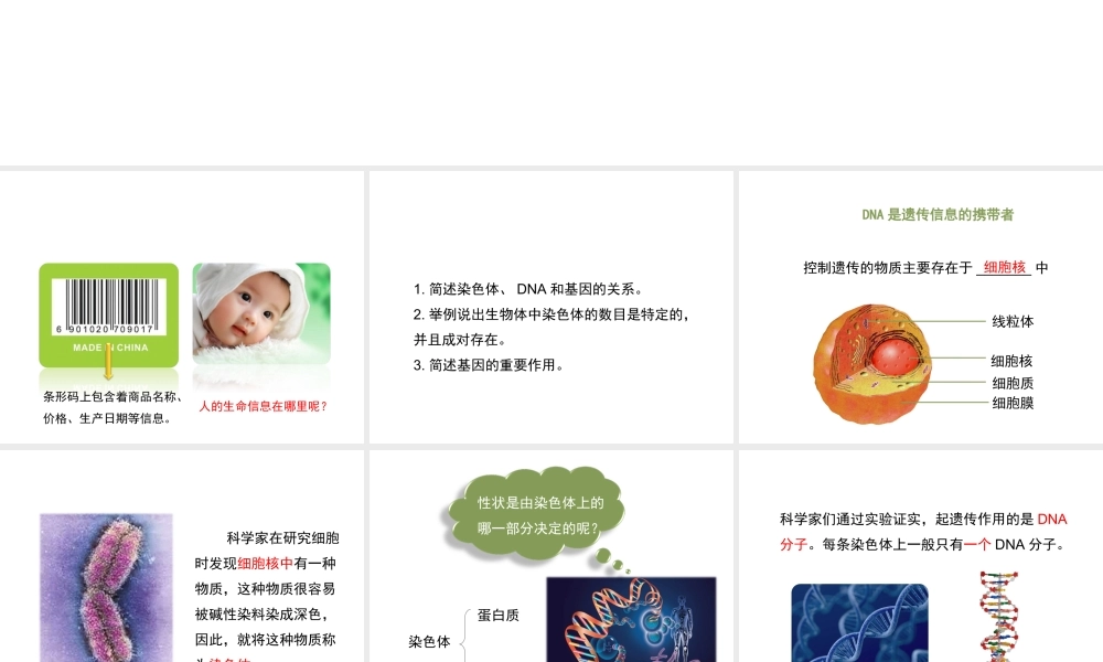 八年级生物上册  性状遗传的物质基础课件（1）（新版）北师大版-（新版）北师大级上册生物课件