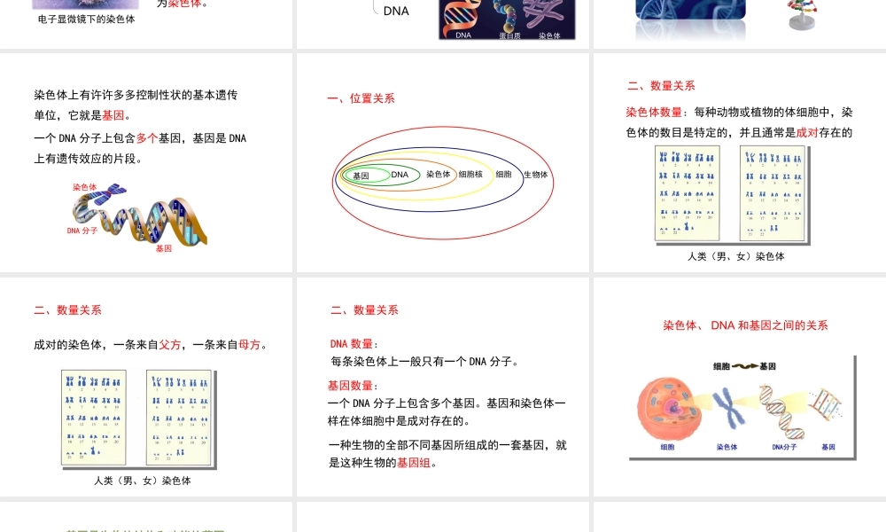 八年级生物上册  性状遗传的物质基础课件（1）（新版）北师大版-（新版）北师大级上册生物课件