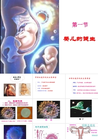八年级生物上册 4.1.婴儿的诞生课件 济南版-济南级上册生物课件